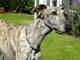 Bernsteinkette Hund Zeckenschutz Windhund