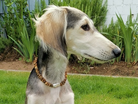 Bernsteinkette Hund Zeckenschutz
