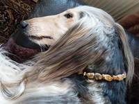 Kundenhund