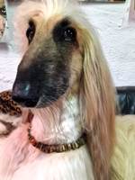 Kundenhund