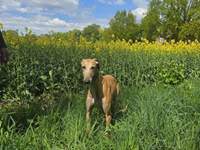 Meine Hunde Saluki Galgo Espanol