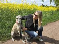 Meine Hunde Saluki Galgo Espanol