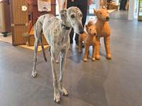 Meine Hunde Saluki Galgo Espanol