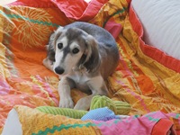 Meine Hunde Saluki Galgo Espanol