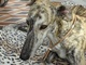 Zum vergrößern klicken Lederschmuck Windhund Saluki Galgo Whippet